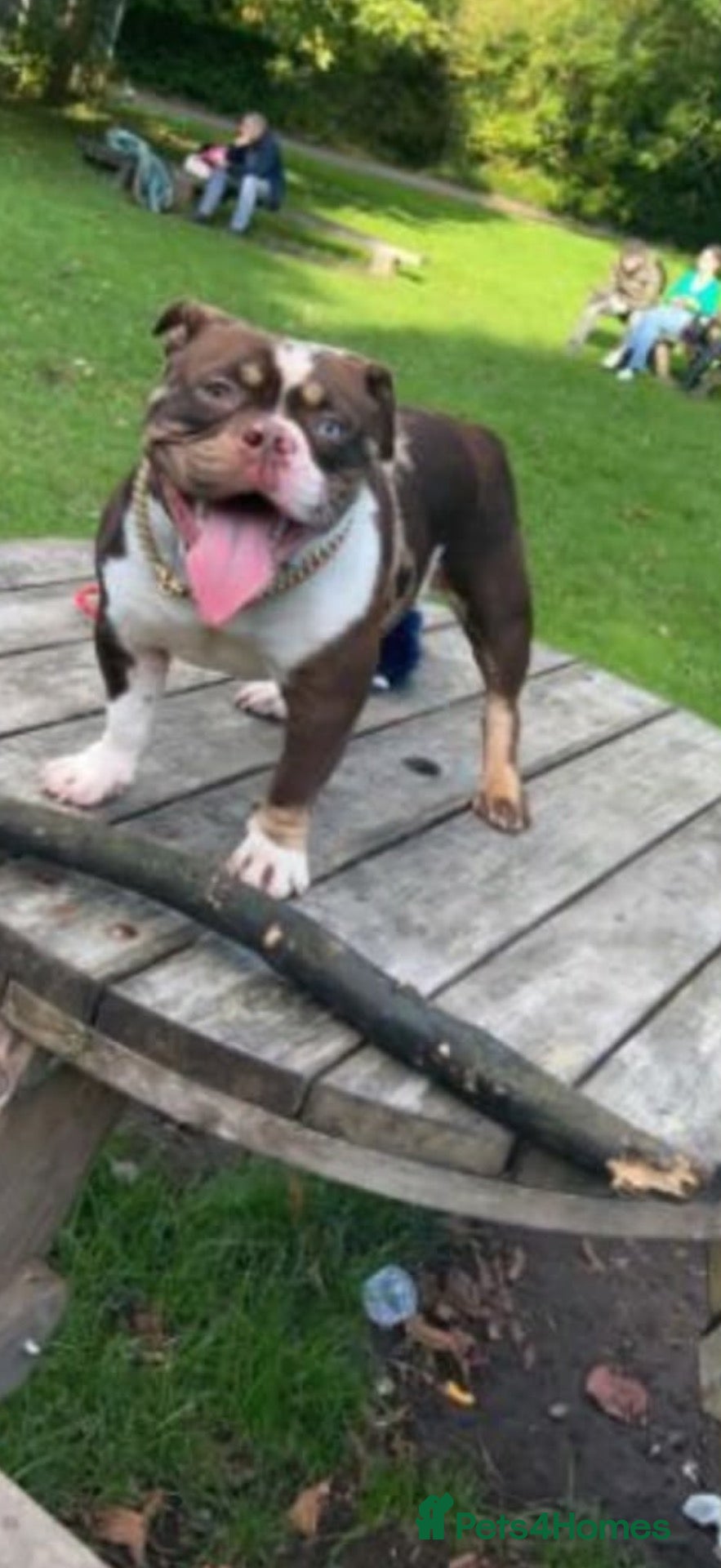 American Bully dogs Gorgeous 2 year old female pocket bully  - Advert 4