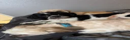 Shih Tzu dogs for sale: 3 year old male Shih Tzu  - Advert 4