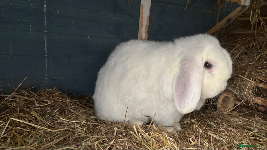 Mini Lop rabbits for sale: Bunny for sale - Advert 3