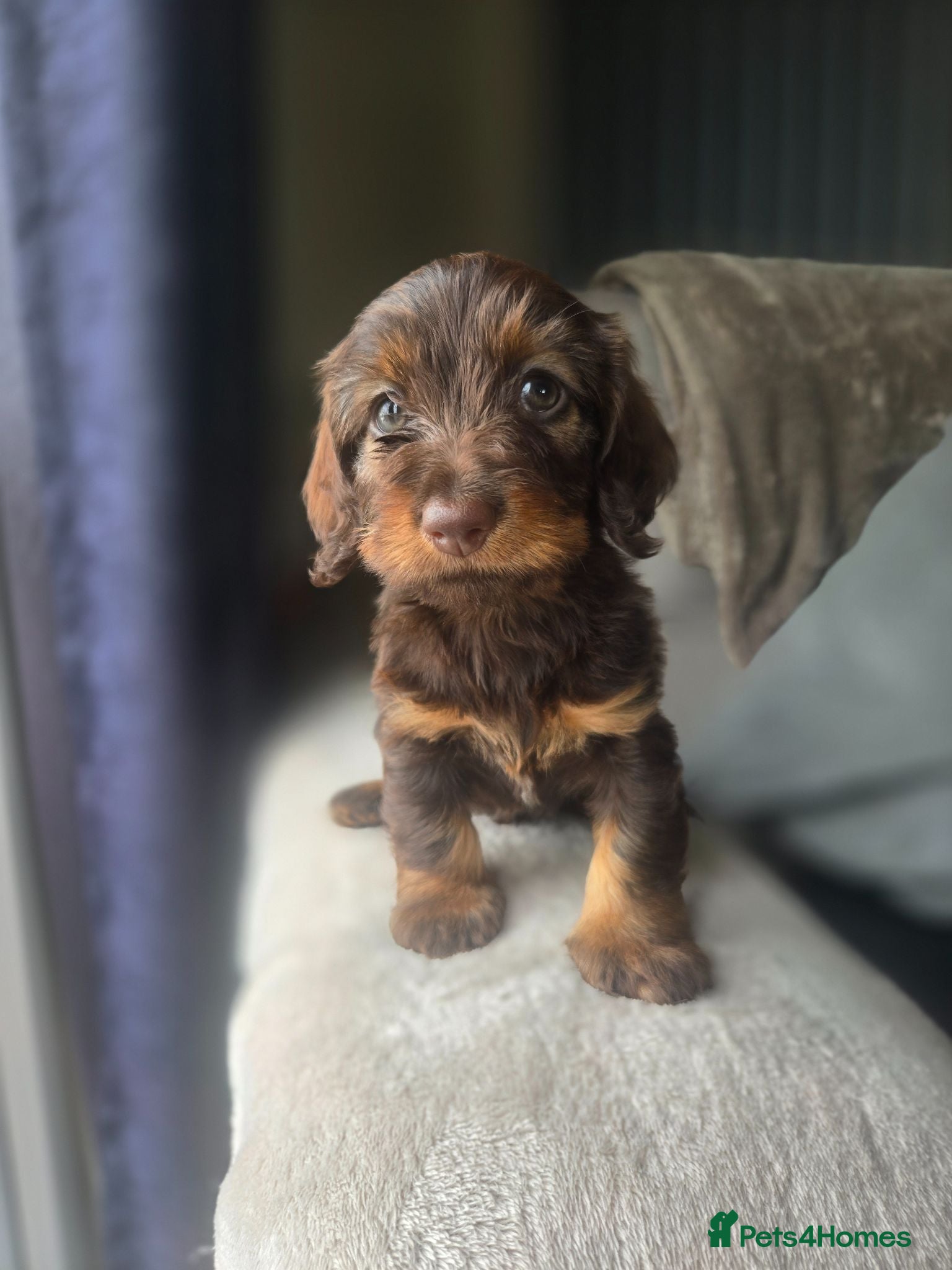 Miniature Dachshund dogs ❤️Miniature dachshund puppies❤️ - Advert 7