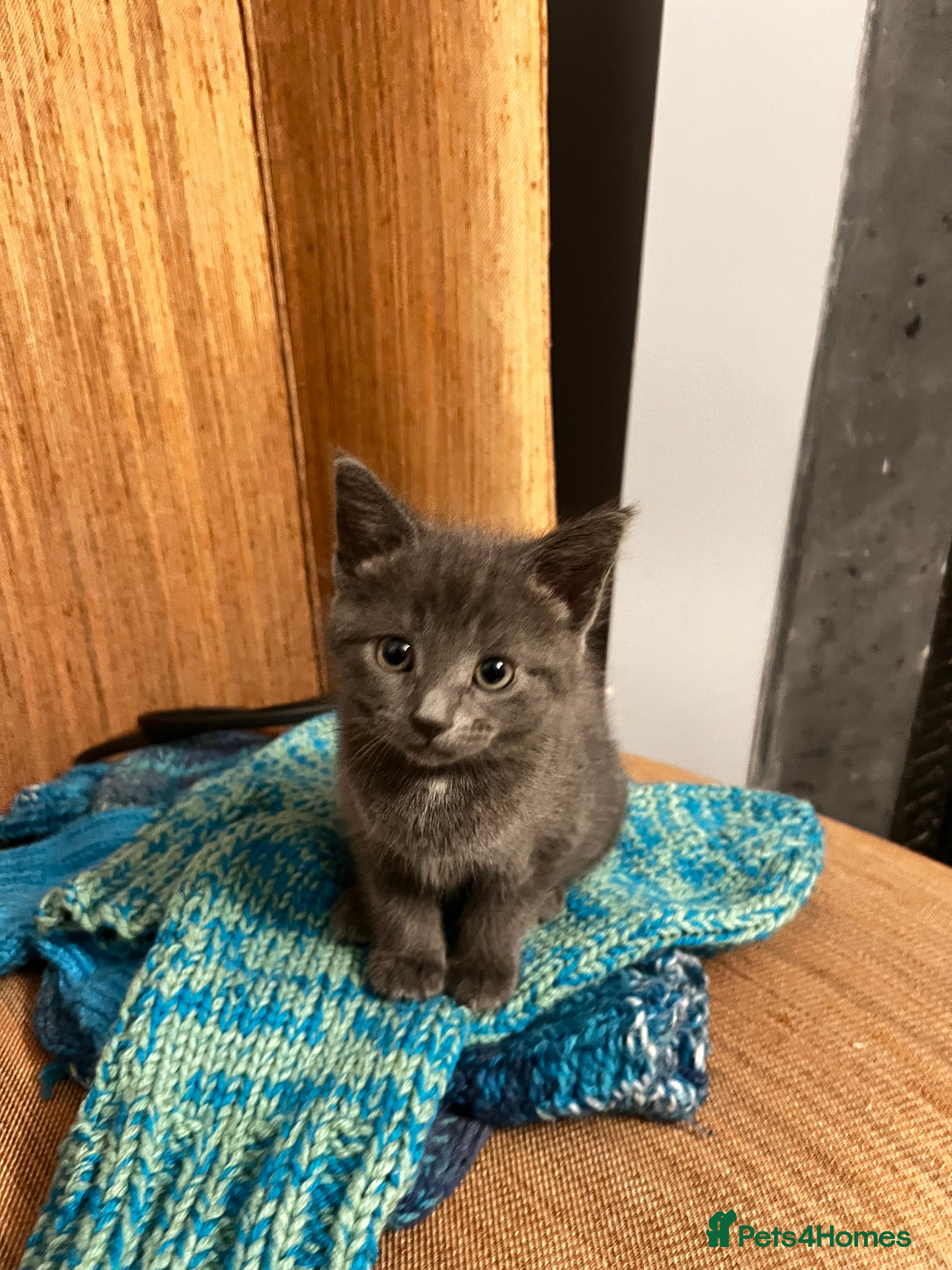 Russian Blue cats Girl Russian blue kitten 9 weeks  - Advert 10