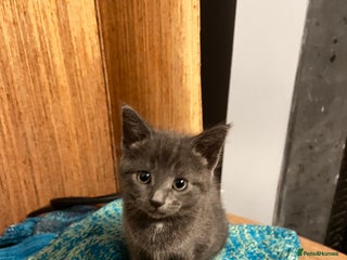 Russian Blue cats Girl Russian blue kitten 9 weeks - Advert 2