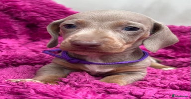 Dachshund dogs - Advert 2