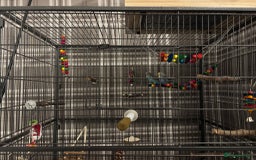 Budgerigars birds for sale: 2 budgies with full set up  - Image 7