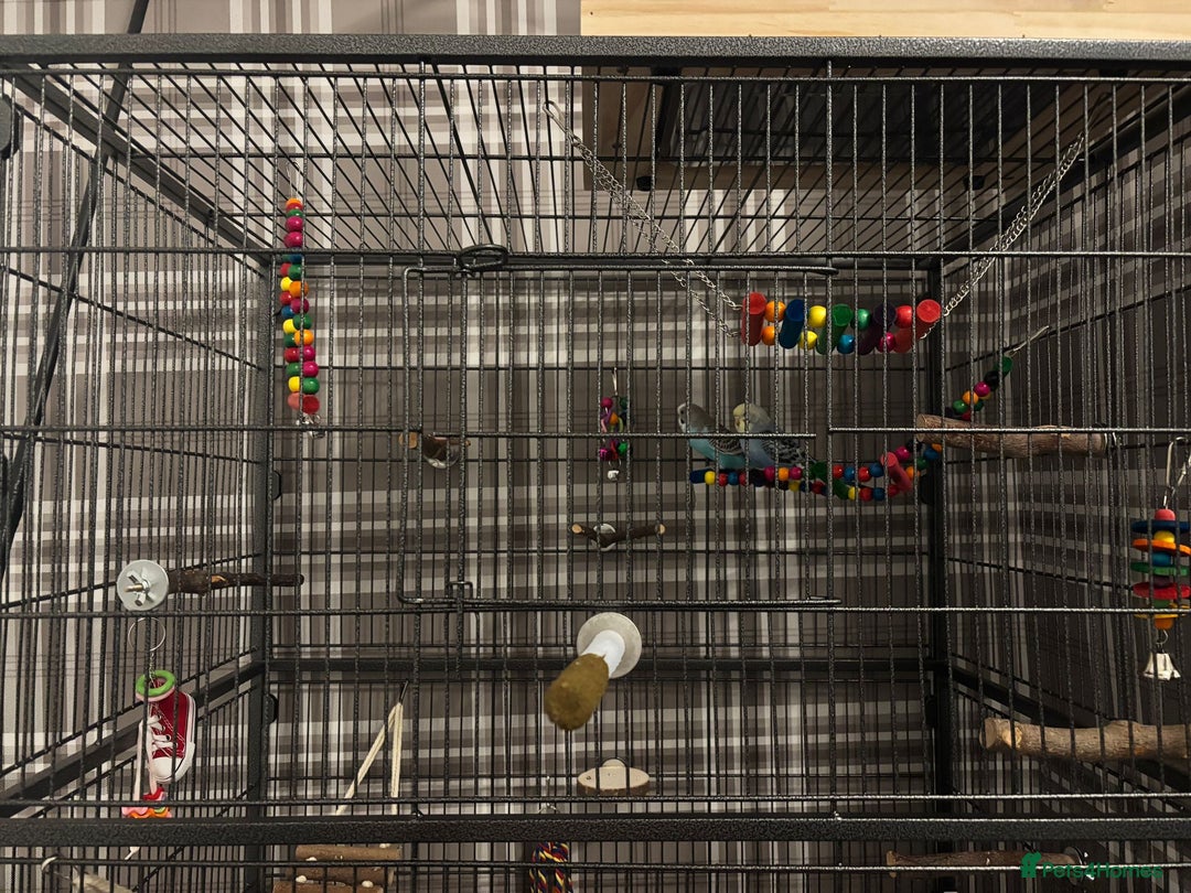 Budgerigars birds for sale: 2 budgies with full set up  - Image 7