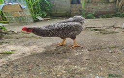 Chickens poultry for sale: Young Chickens for sale - Image 6