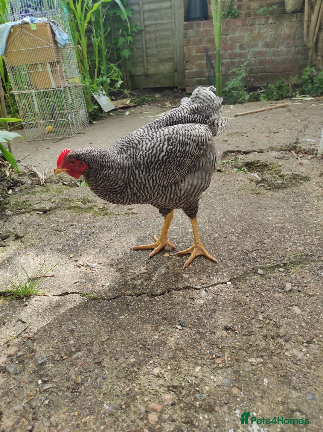 Chickens poultry for sale: Young Chickens for sale - Image 6