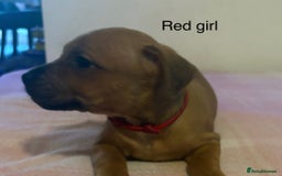 Staffordshire Bull Terrier dogs for sale: Beautiful coloured staffies - Image 23