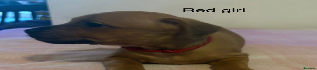 Staffordshire Bull Terrier Puppy 7