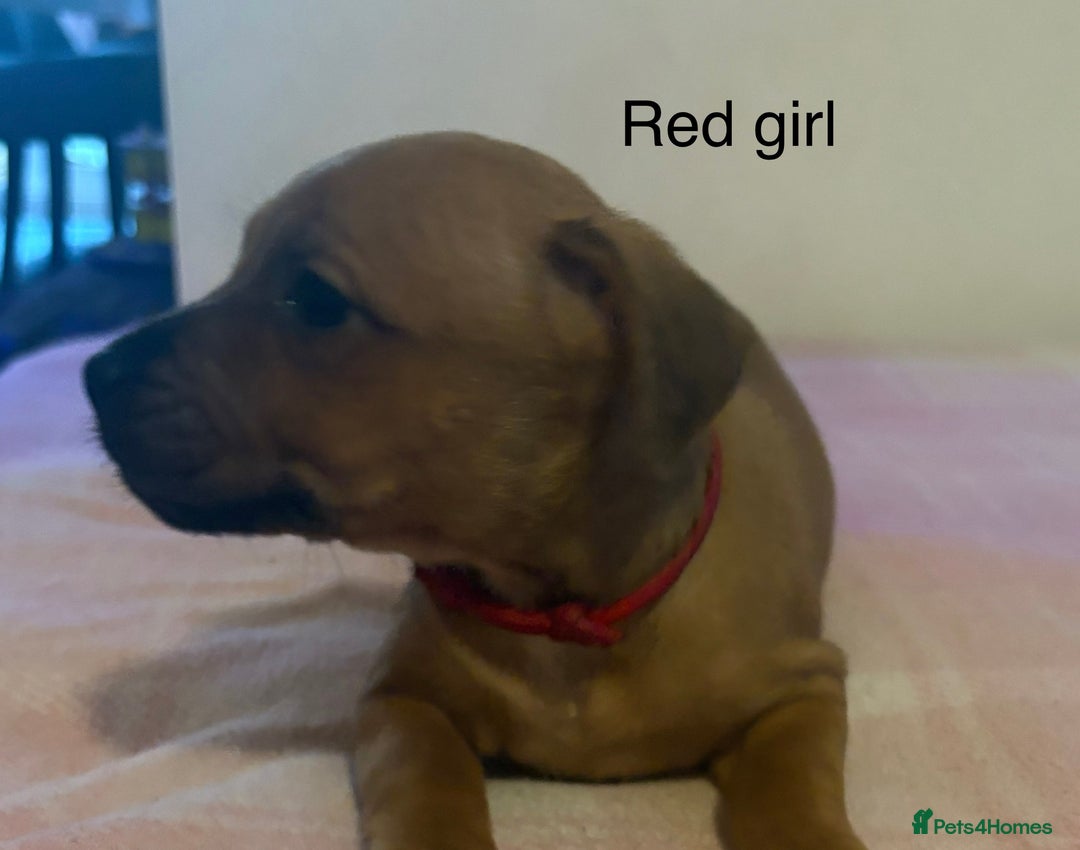 Staffordshire Bull Terrier dogs for sale: Beautiful coloured staffies - Image 23