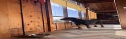 Rottweiler dogs for sale: mr milo in Haverhill - Advert 5