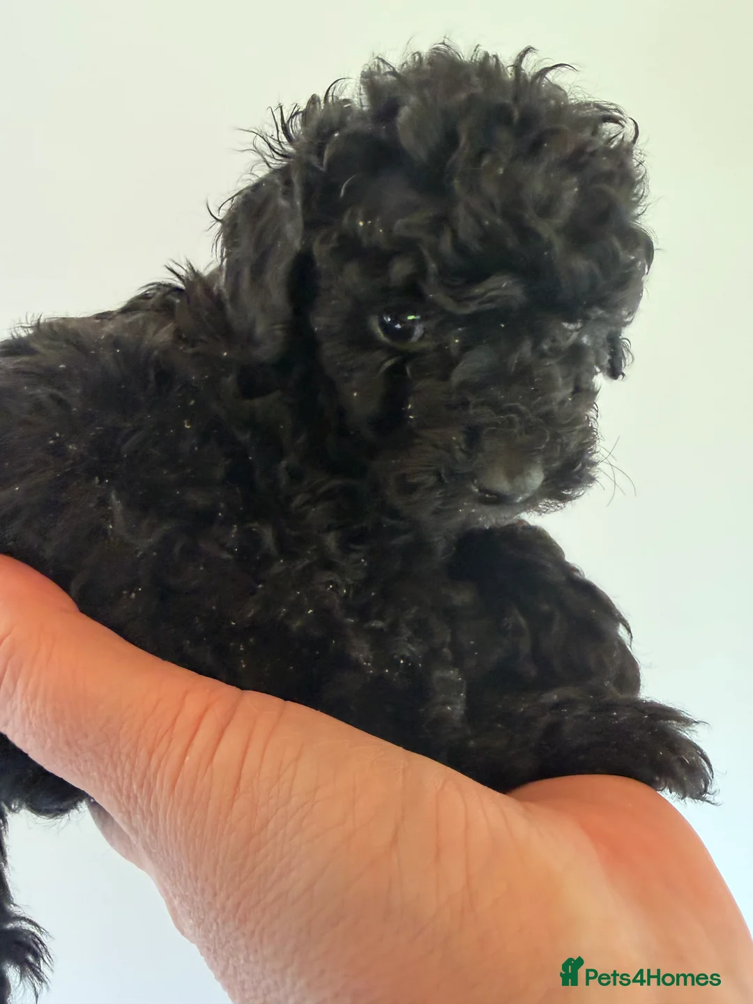 Mixed Breed dogs for sale: Poodle puppies - Advert 26