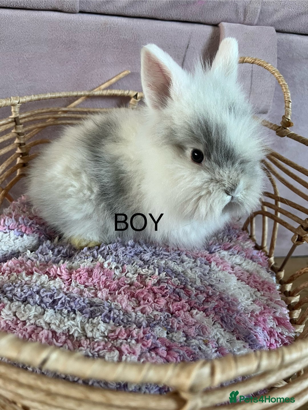 Lionhead rabbits for sale: 2 BOY LIONHEAD RABBITS READY NOW - Advert 7