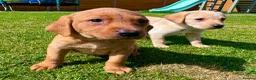 Labrador Retriever dogs for sale: Fox Red KC Registered Labradors 🐾🐾🐾 - Advert 16