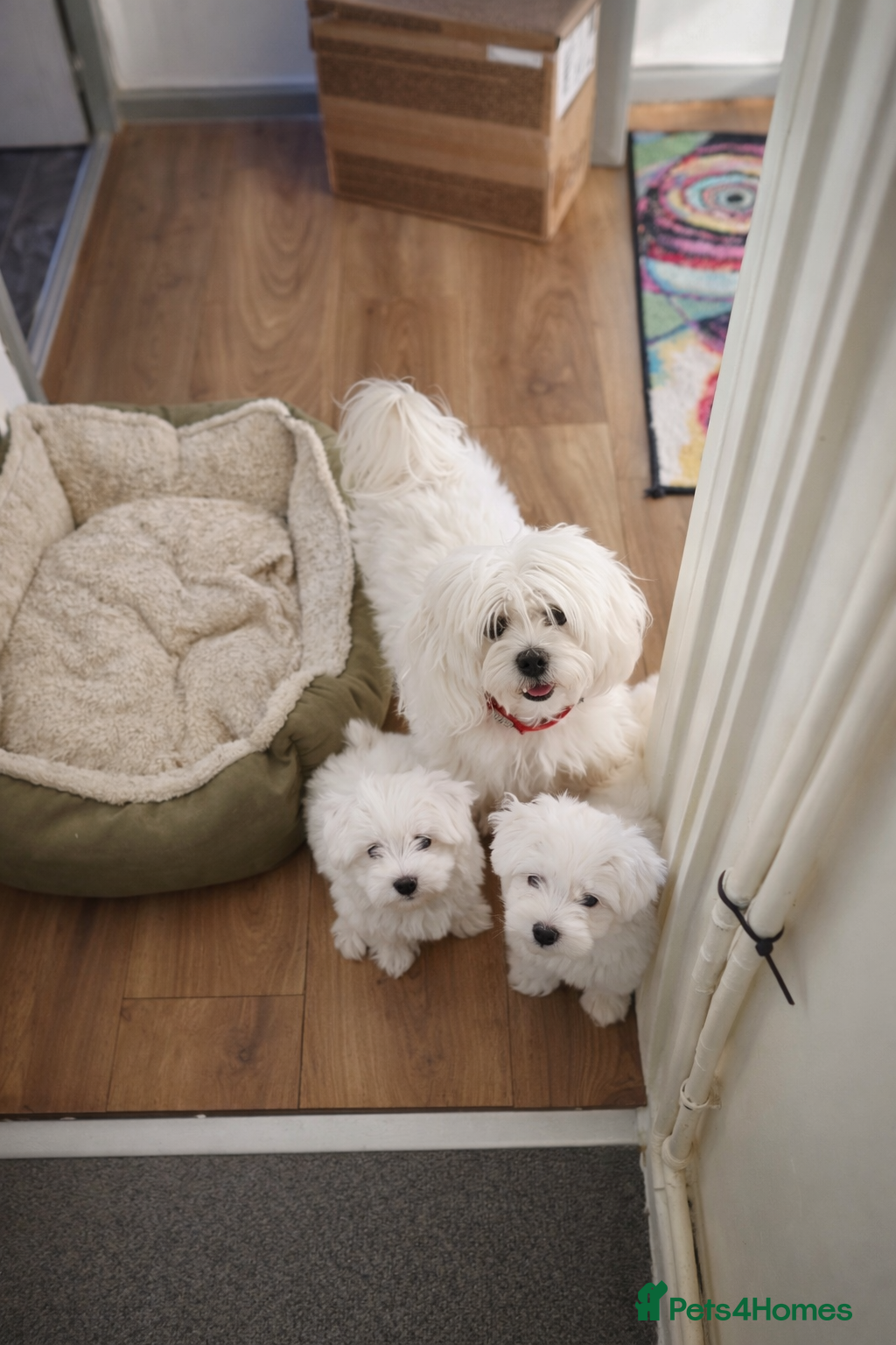 Maltese dogs Maltese puppies  - Advert 10