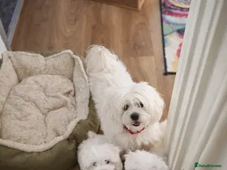 Maltese dogs Maltese puppies - Advert 10