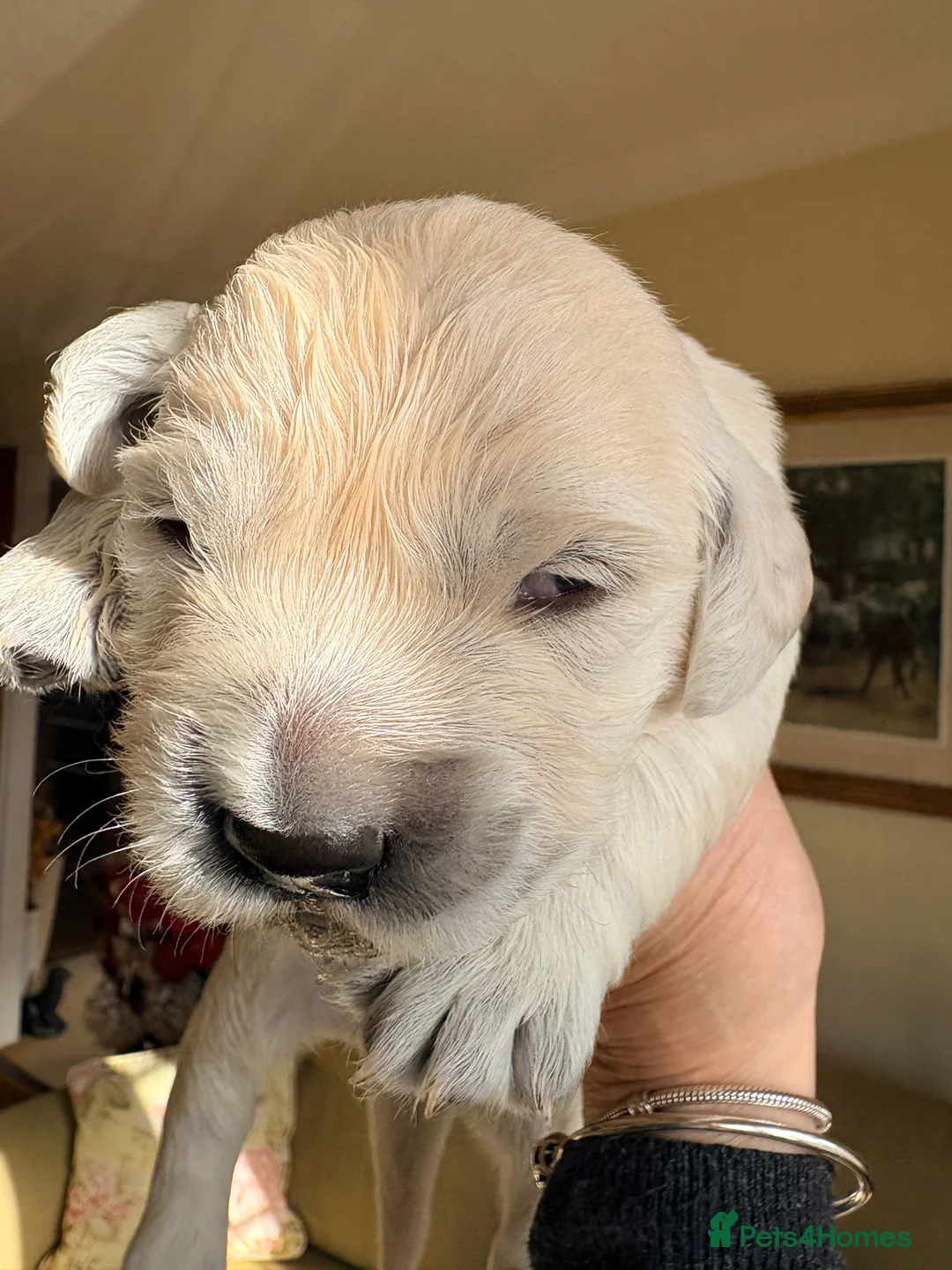 Golden Retriever dogs for sale: Cream golden retrievers  - Advert 3