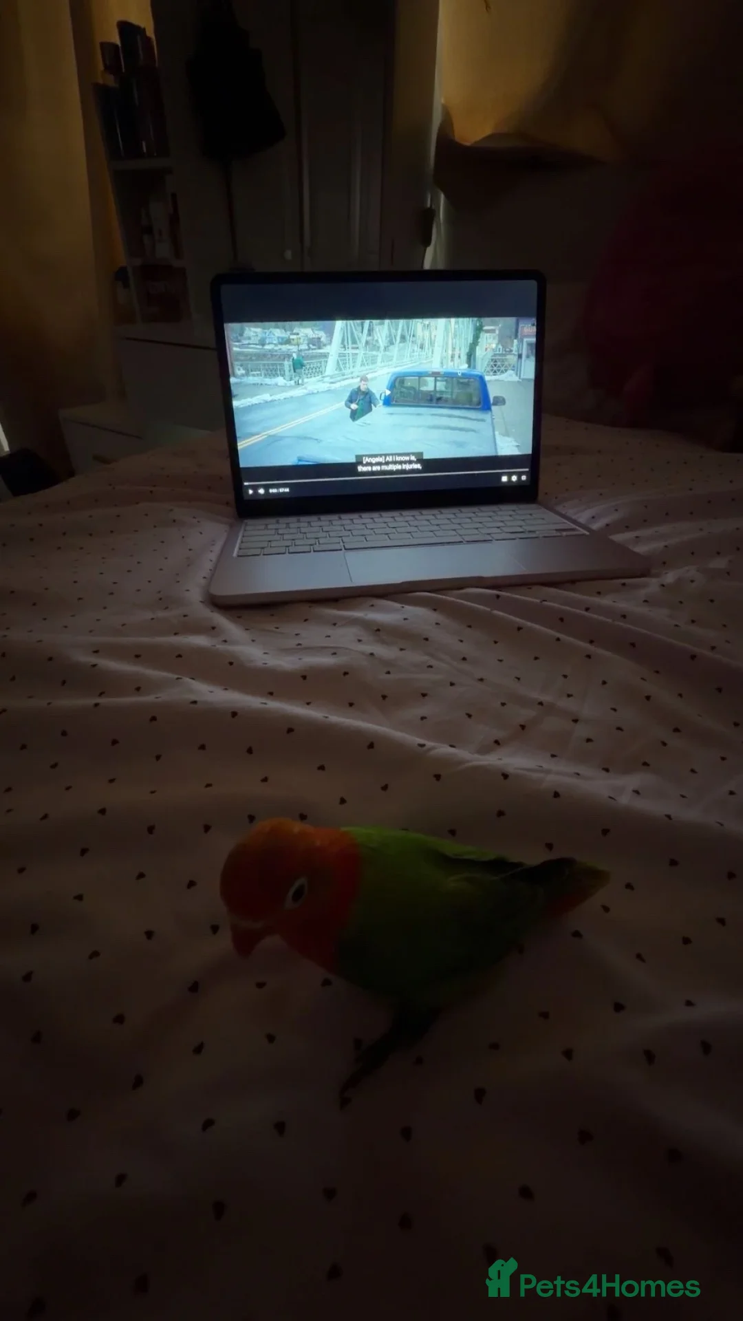Lovebirds birds for sale: Two beautiful lovebirds!!!🦜 in London - Advert 2