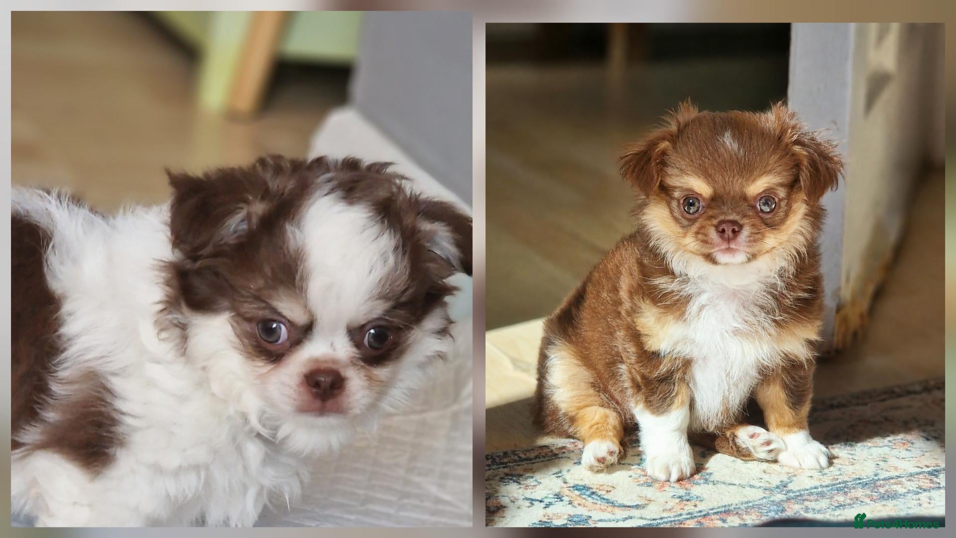 Chihuahua dogs 💪❤️VET CHECKED❤️💪 KC CHI pups 1 BOY & 1 GIRL - Advert 16