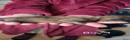 Shih Tzu dogs for sale: 7 Beautiful Shih Tzu Puppies  - Advert 16