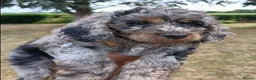 Cockapoo dogs for sale: Only one blue merle girl left, F2B Cockapoo  - Advert 3