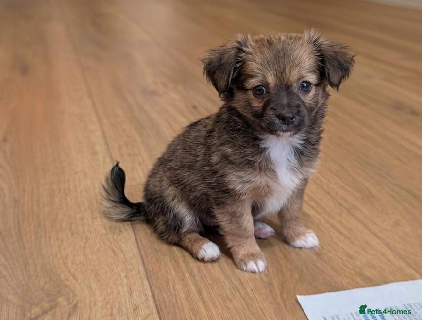 Chihuahua dogs Chihuahua Boy - Ready for loving home - Advert 4