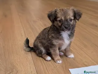 Chihuahua dogs Chihuahua Boy - Ready for loving home - Advert 4