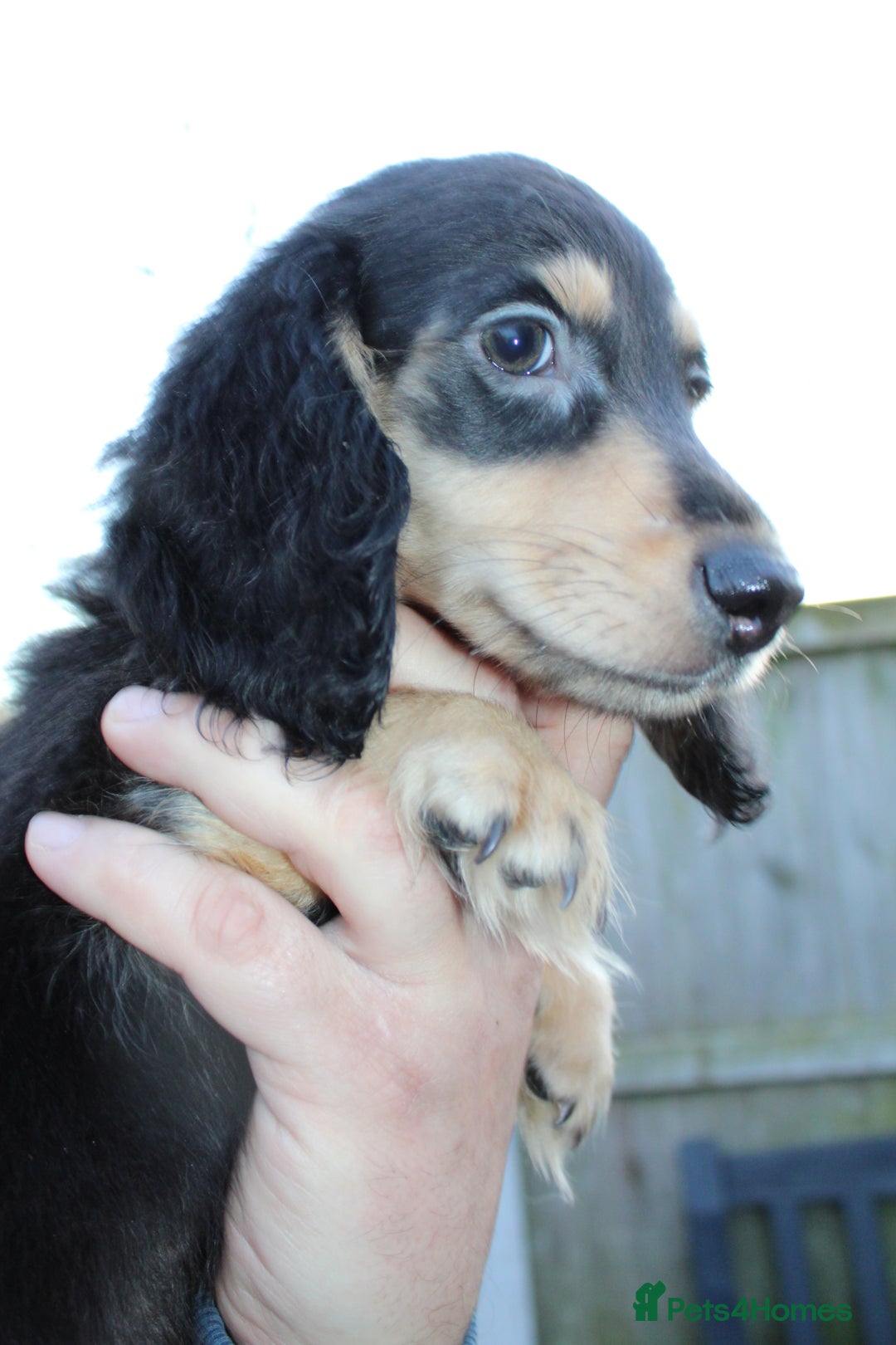 Miniature Dachshund dogs for sale: Long Hair cream  - Advert 14