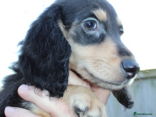 Miniature Dachshund dogs Price Reduced - Advert 8