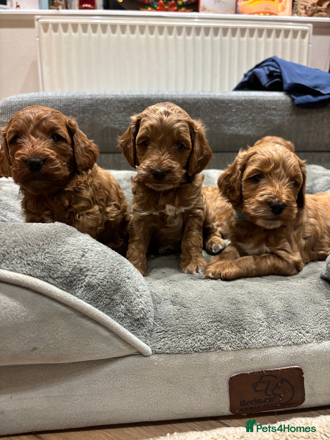Cockapoo dogs for sale: Red cockapoos *DNA CLEAR* - Advert 2