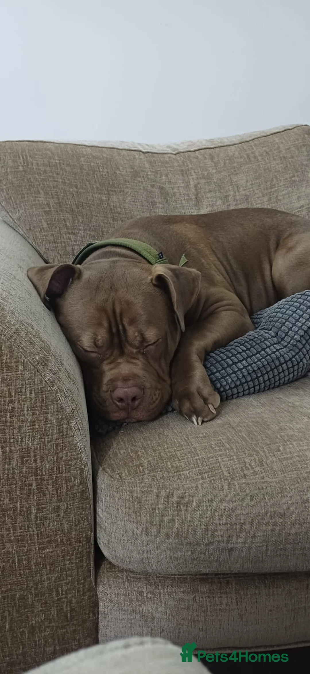 American Bully dogs for sale: 10mnth old Standard x pocket bully for rehoming. in Cambridge - Advert 5