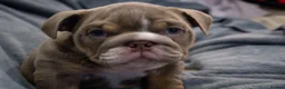 English Bulldog dogs for sale: English bulldog puppies ready to go now in Glasgow - Advert 17
