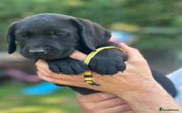 Labrador Retriever dogs for sale: Chunky show type Black Ladrador Puppies - Image 11