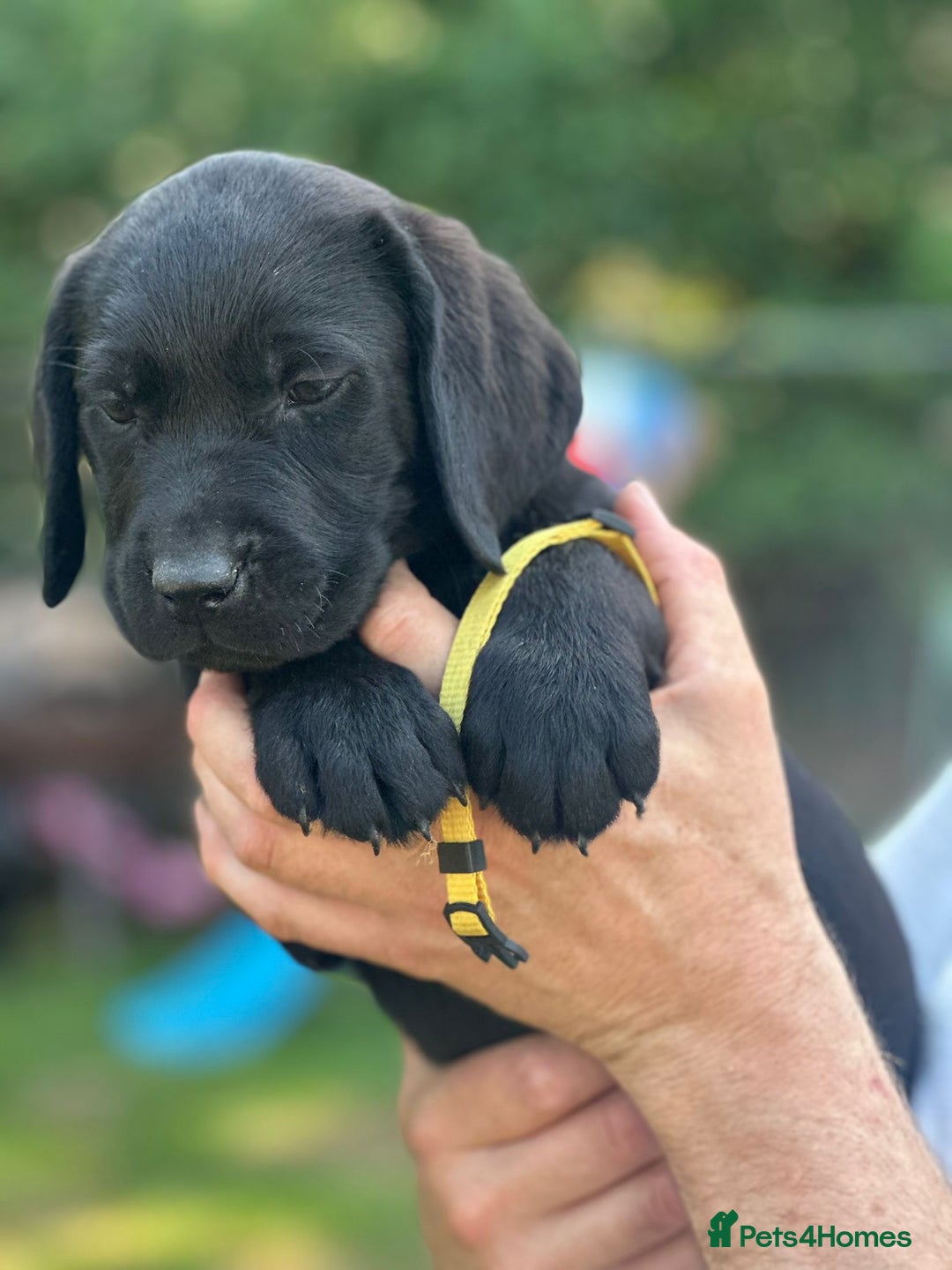 Labrador Retriever dogs for sale: Chunky show type Black Ladrador Puppies - Image 11