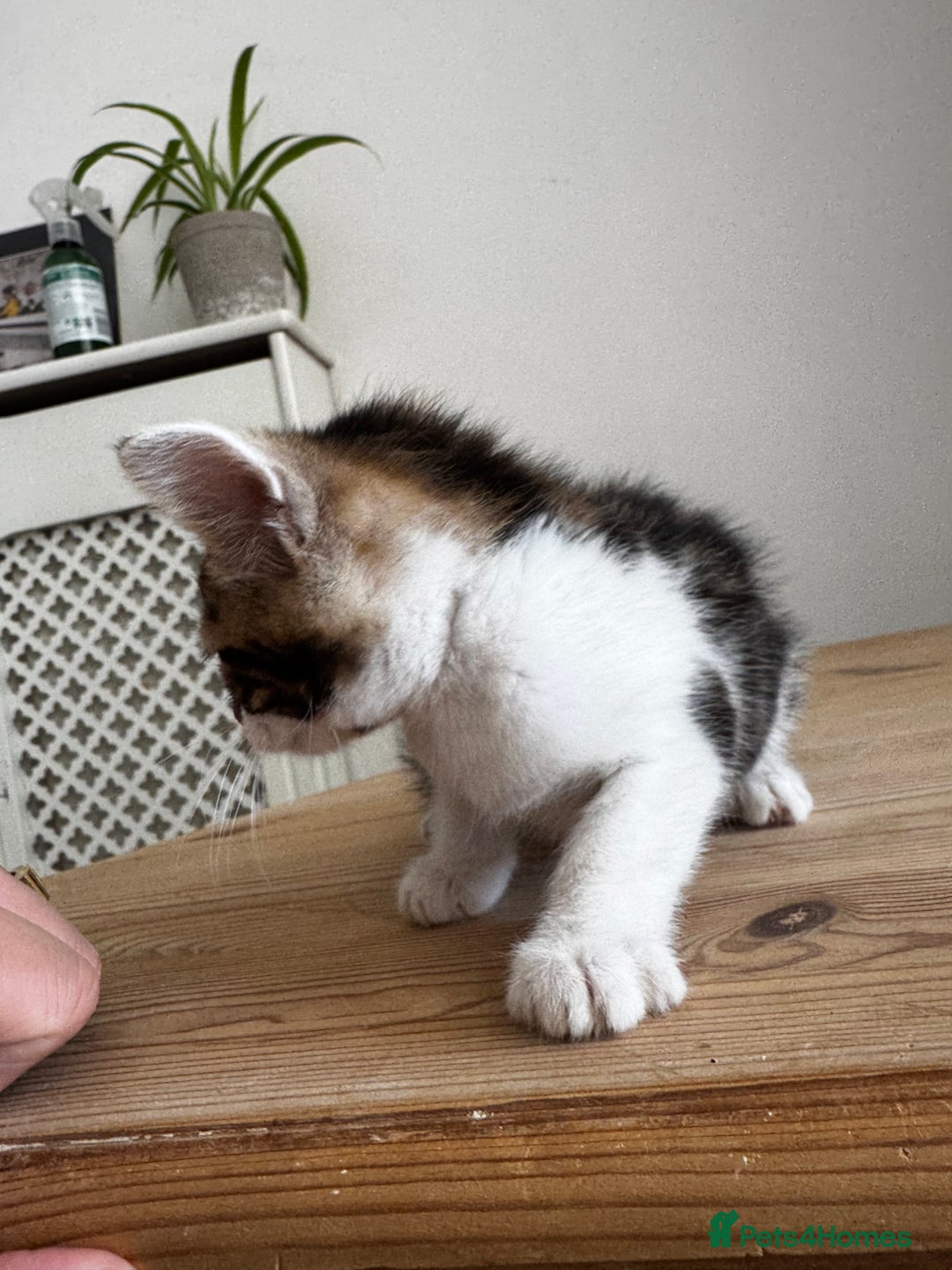 Bengal cats for sale: Mixed Bengal x Tabby - Image 6