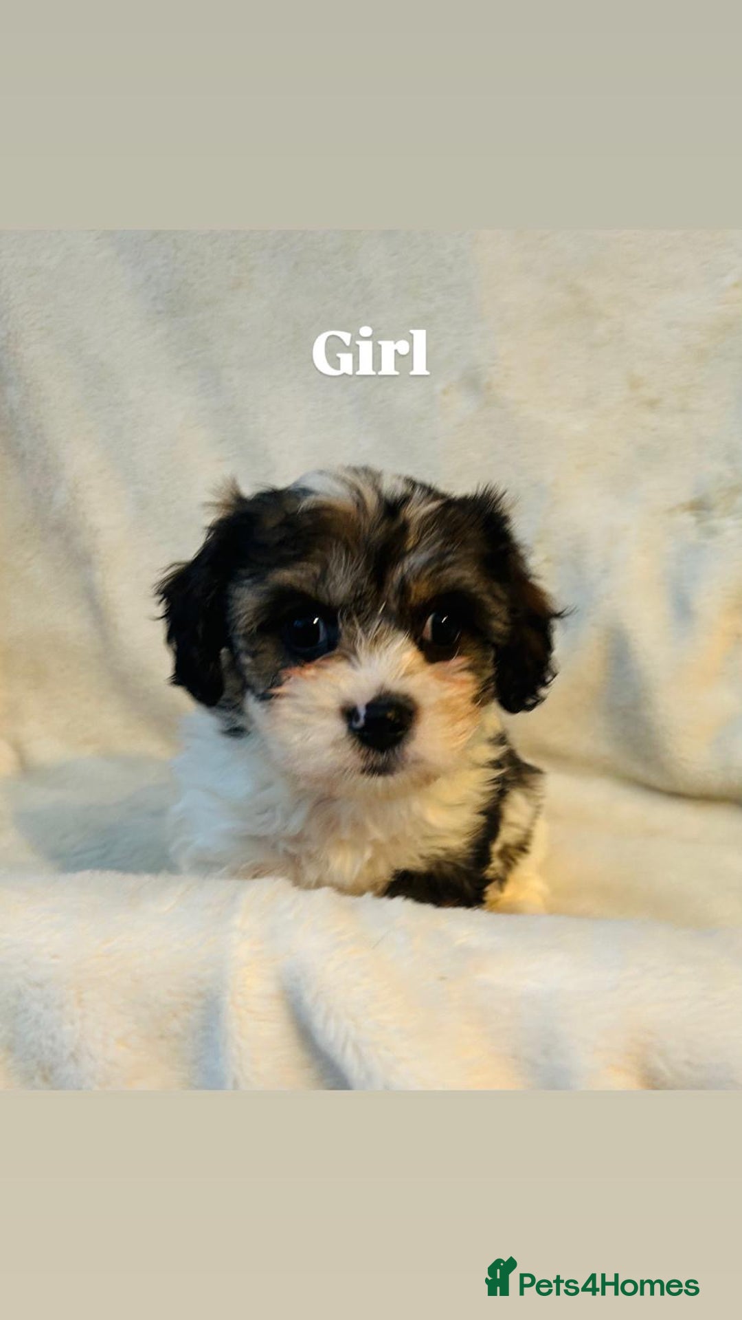 Cavachon dogs for sale: Outstanding F1 Cavachon puppies - Advert 3