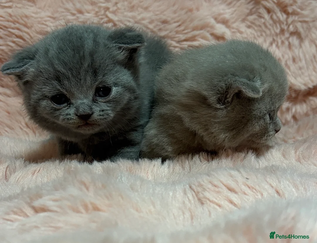 British Shorthair cats for sale: Beautiful British short hair kittens  - Advert 8