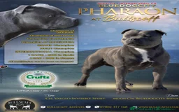 Staffordshire Bull Terrier dogs for sale: 🔷Top quality Pharaon puppy🔷 - Image 24