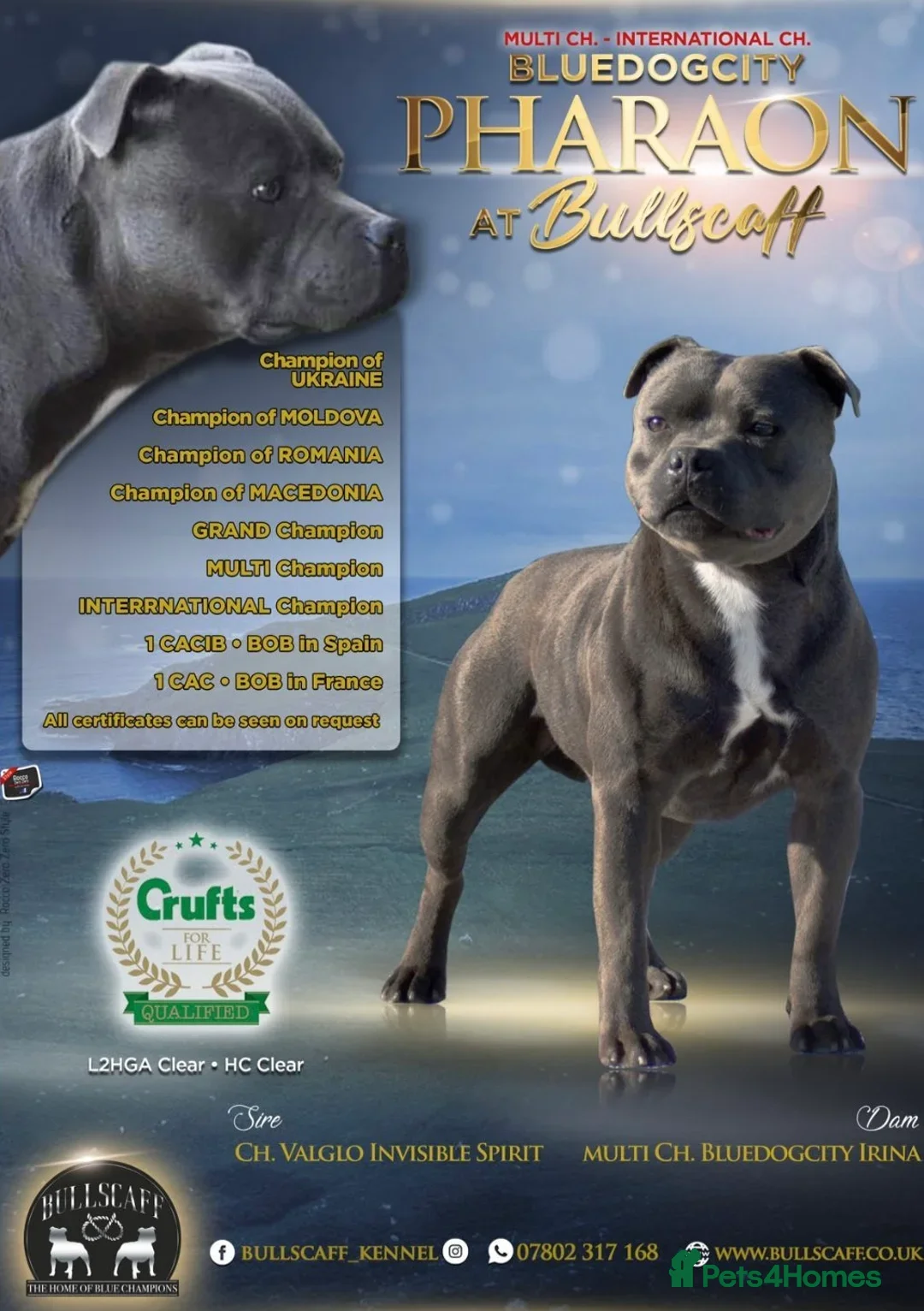 Staffordshire Bull Terrier dogs for sale: 🔷Top quality Pharaon puppy🔷 - Image 24