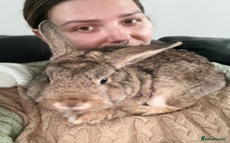 Tan rabbits for sale: Rabbit up for adoption  - Image 2
