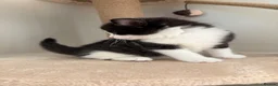 Mixed Breed cats for sale: 4 little kittens on sale in Chelmsford - Advert 14