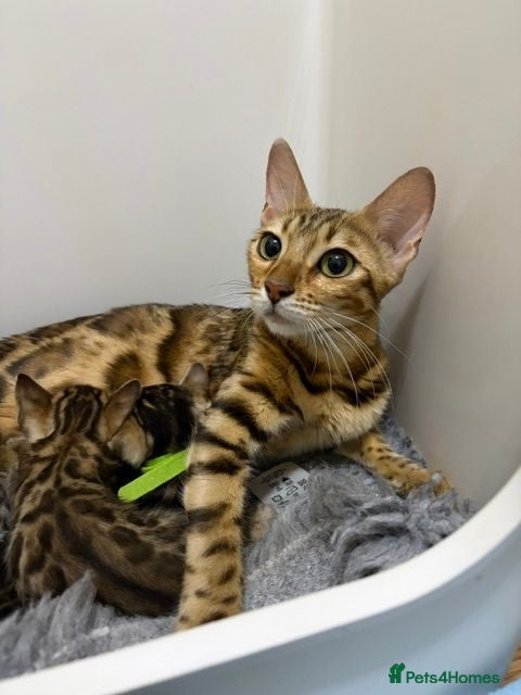 Bengal cats Pedigree Bengal Kittens - Advert 1