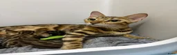 Bengal cats for sale: Pedigree Bengal Kittens - Advert 1
