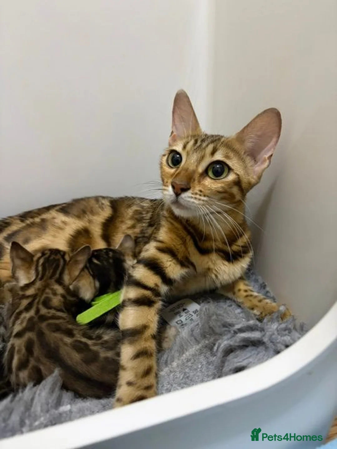 Bengal cats for sale: Pedigree Bengal Kittens - Advert 1