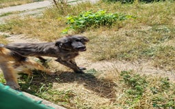 Mixed Breed dogs for adoption: 🆘‼️AT RISK OF BEING EUTHANISED! - Image 6