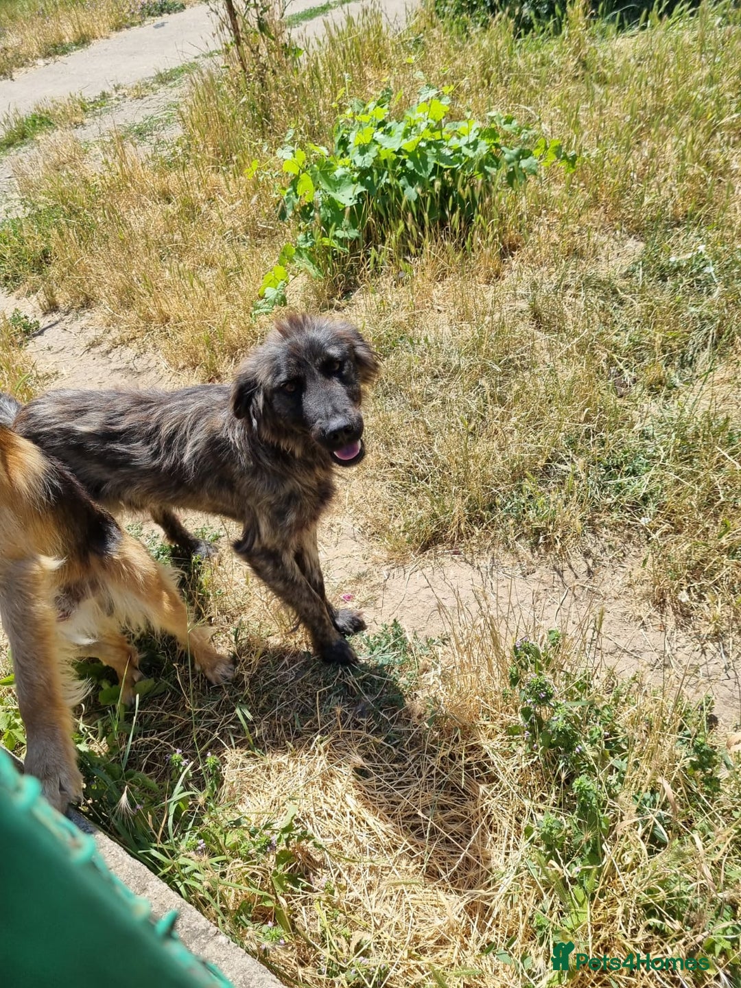 Mixed Breed dogs for adoption: 🆘‼️AT RISK OF BEING EUTHANISED! - Image 6