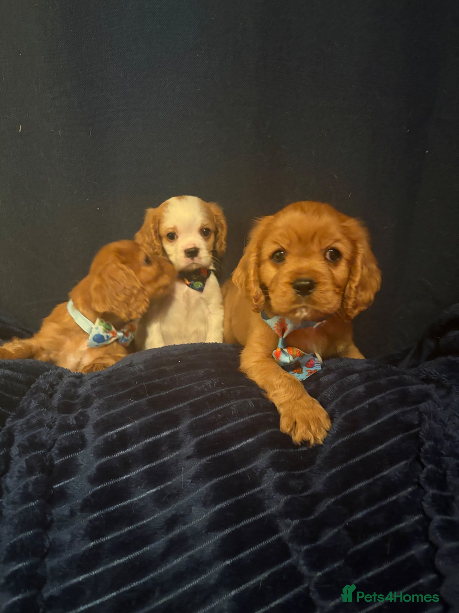 Cavalier King Charles Spaniel dogs Beautiful King Charles spaniels boys - Advert 1