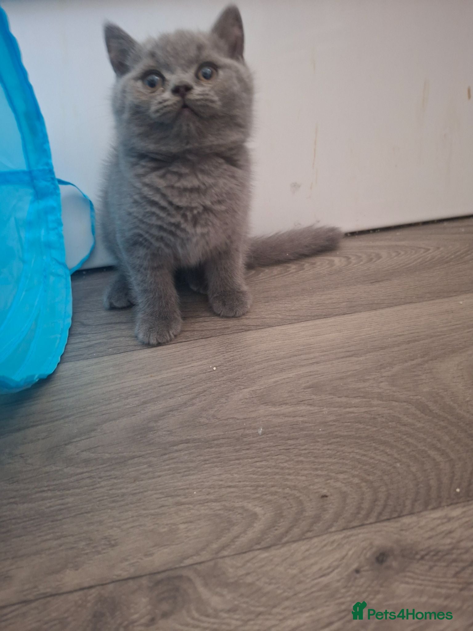 British Shorthair cats  100% Pedigree Chunky BSH Kittens - Advert 2