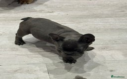 French Bulldog dogs for sale: French Bulldog Puppies - Ready Now  - Image 15