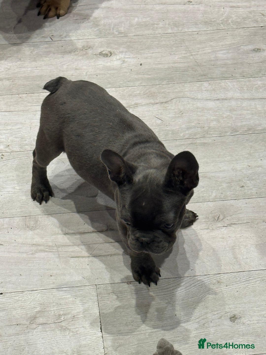 French Bulldog dogs for sale: French Bulldog Puppies - Ready Now  - Image 15